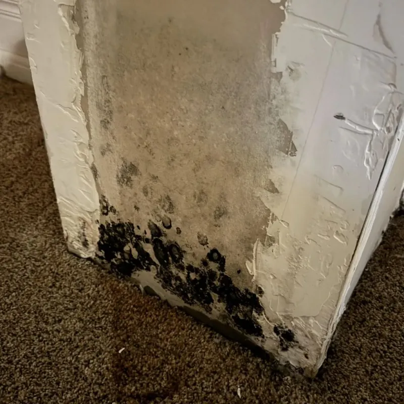Professional Mold Removal in Middlebury, CT